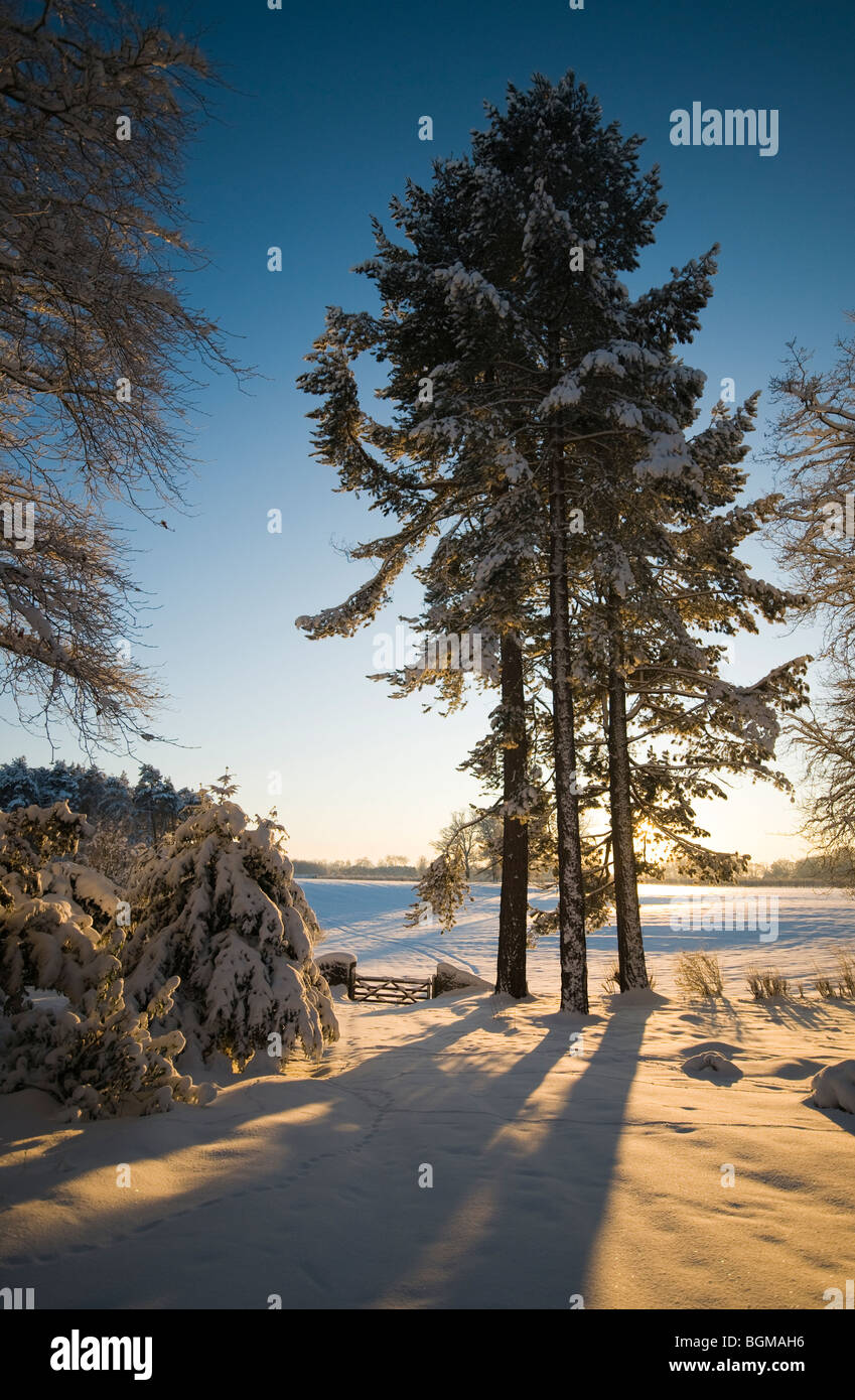 Scène forestiers d'hiver Banque D'Images