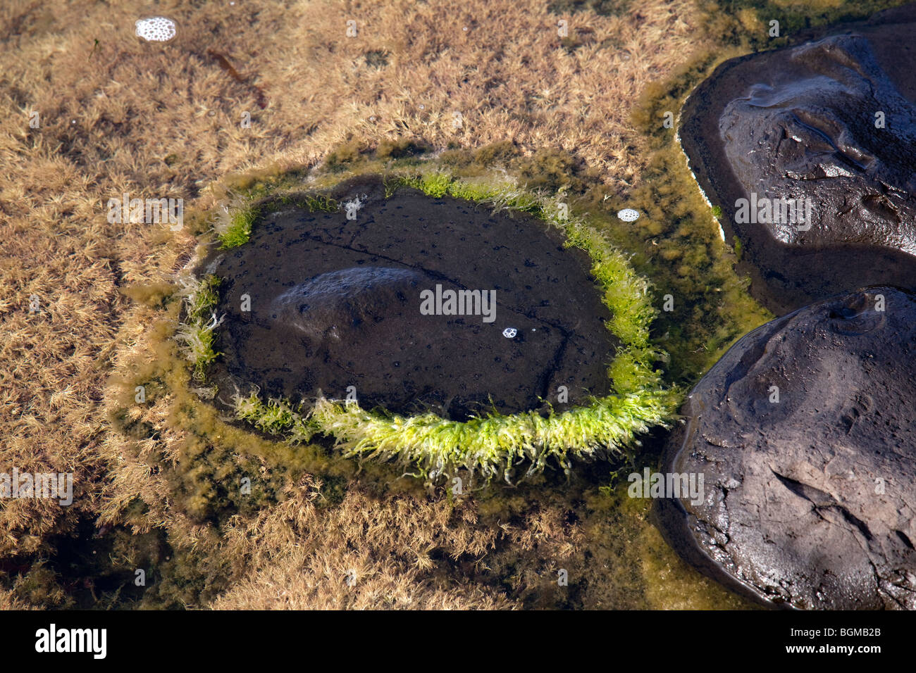 Piscine rock Giant's Causeway Antrim Irlande du Nord un phénomène naturel et un site du patrimoine mondial. Banque D'Images
