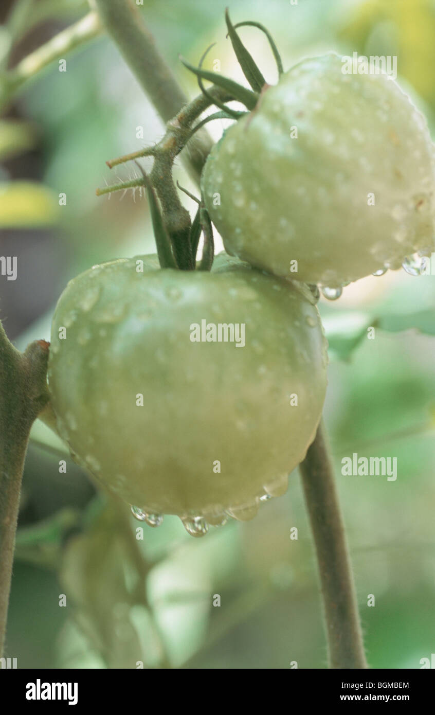 Plant de tomate Banque D'Images