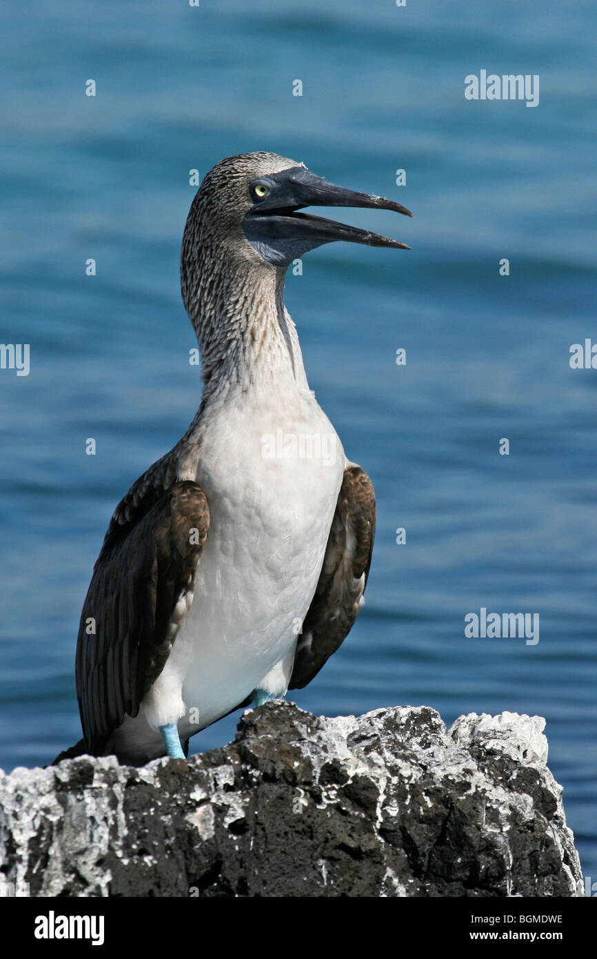 Fou à pieds bleus (Sula nebouxii excisa) perché sur la roche le long de la côte à l'île Isabela, Équateur, Îles Galápagos Banque D'Images