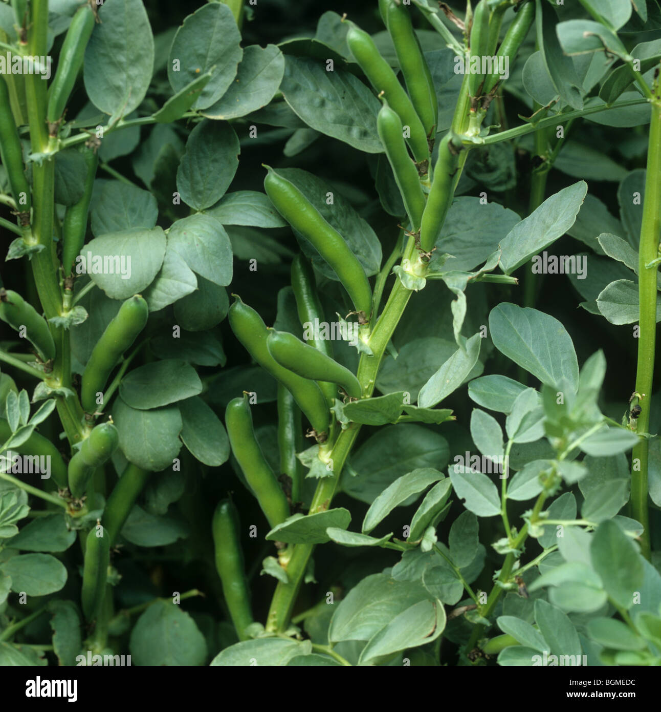 Cosses vertes non mûres sur les plants de haricots, champ Banque D'Images