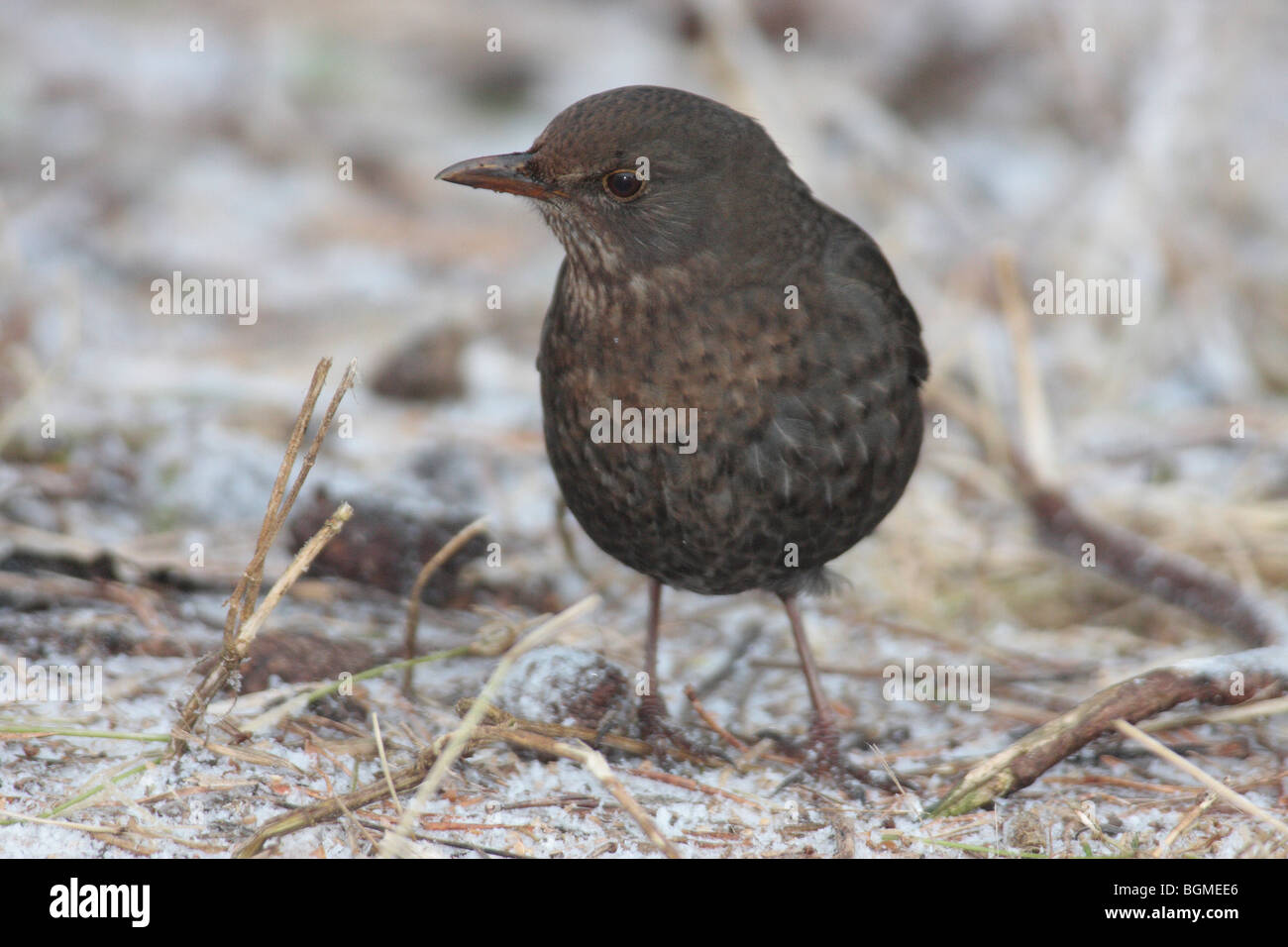 Blackbird (femelle) Banque D'Images