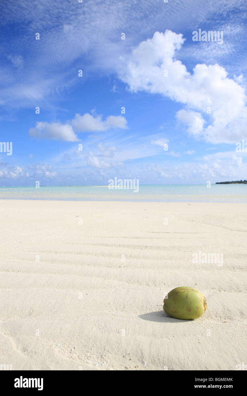 La noix de coco dans l'eau peu profonde, Maldives Banque D'Images