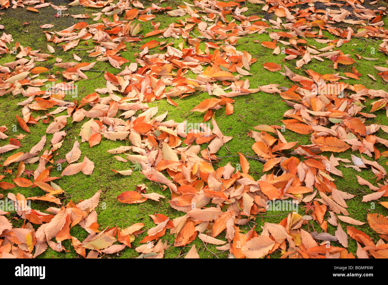 Les feuilles tombées sur le sol Yamashina-ku Kyoto au Japon Banque D'Images