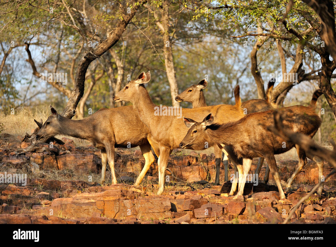 Sambar femelle alerte Deer (Cervus unicolor niger) dans la vallée rocheuse du parc national de Ranthambore Banque D'Images