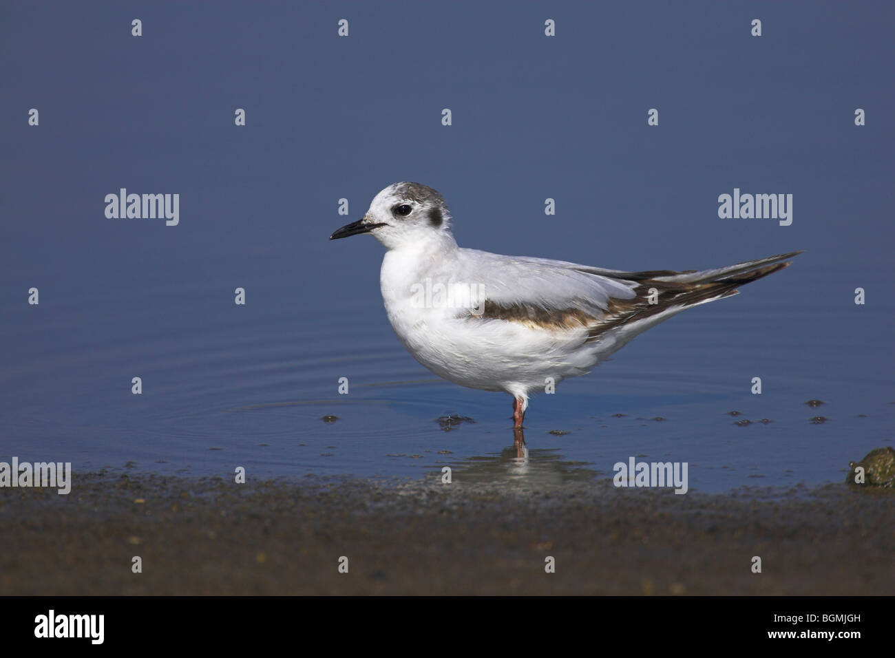 Mouette pygmée Larus minutus juvenile pataugeant en eau peu profonde à Kalloni Salt Pans, Lesbos, Grèce en mai. Banque D'Images