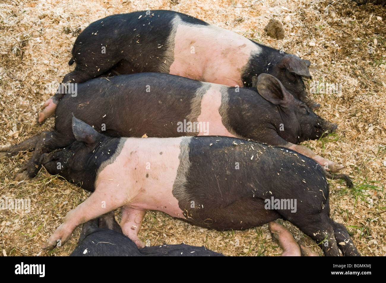 Cochons Cinta senese, italien les porcs, Sienne, Toscane, Italie Banque D'Images