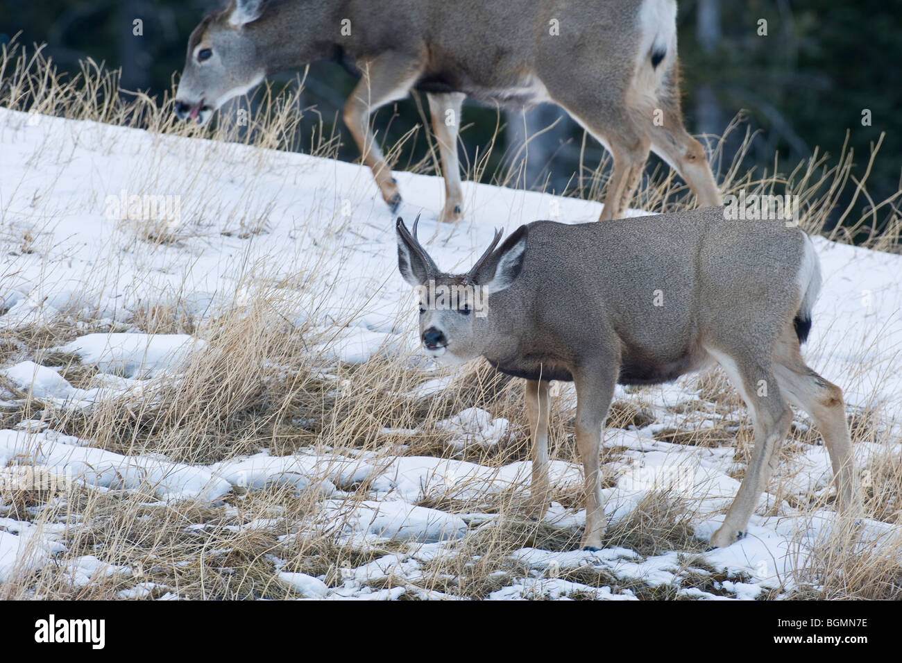 Une mule deer buck de nourriture le long d'une colline couverte de neige Banque D'Images