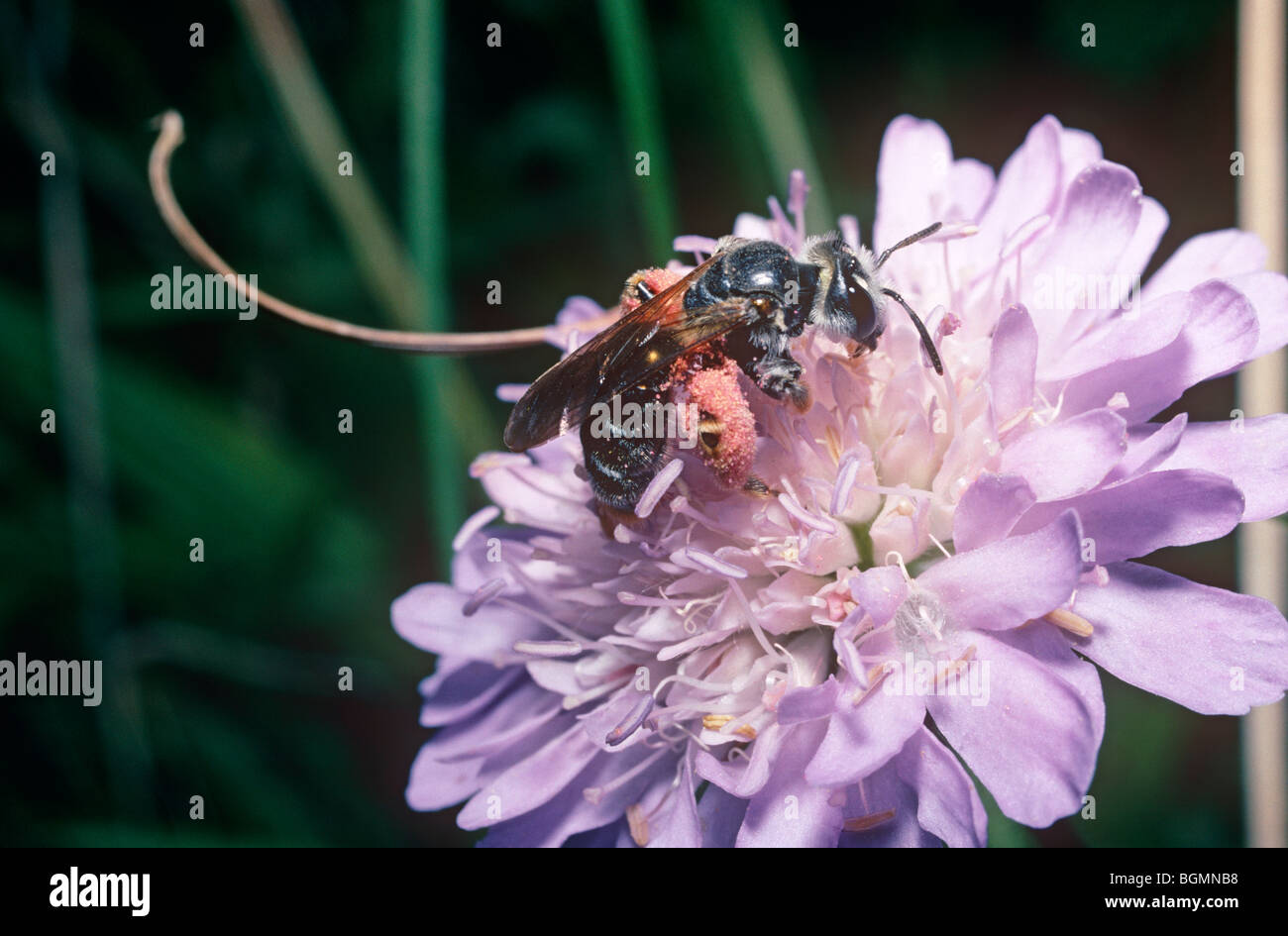 L'exploitation minière (Andrena hattorfiana abeille : Andrenidae) femmes la collecte du pollen d'une fleur scabious, le seul type qu'il visite UK Banque D'Images