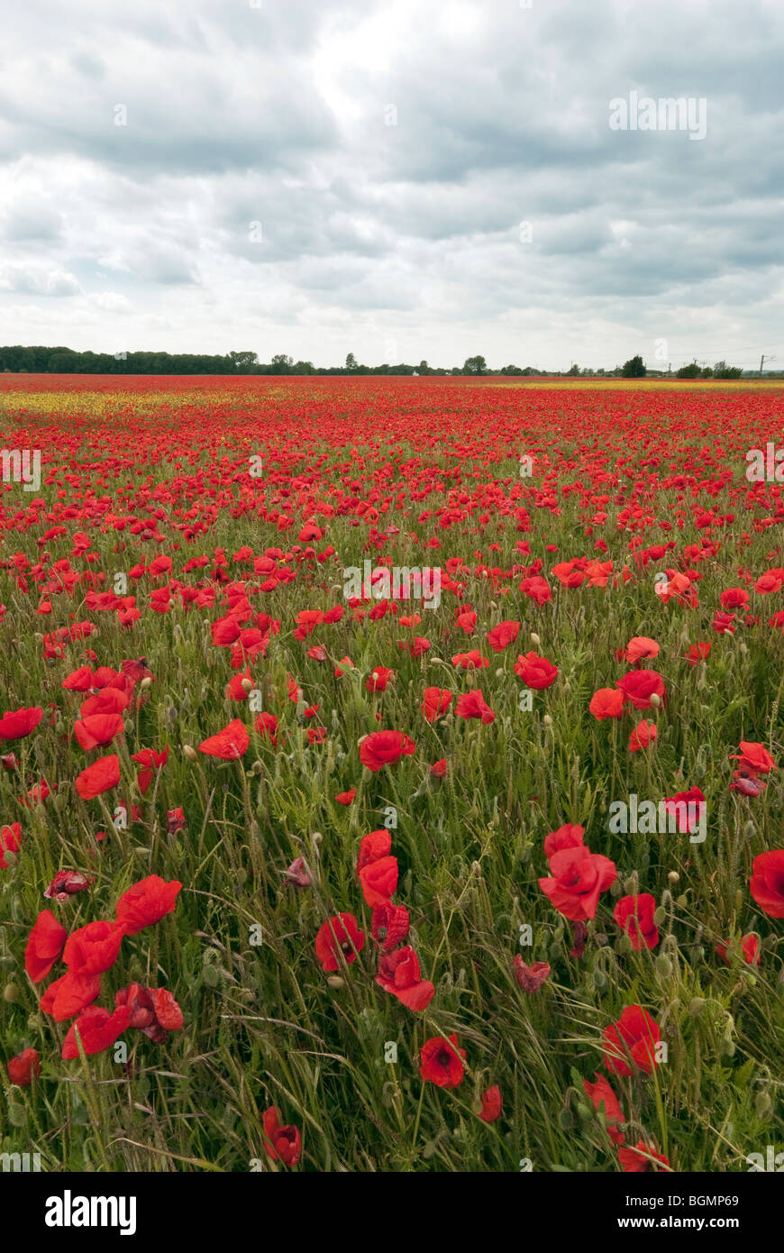 Champ de coquelicots près de Foxton Cambridge prise en Juin Banque D'Images