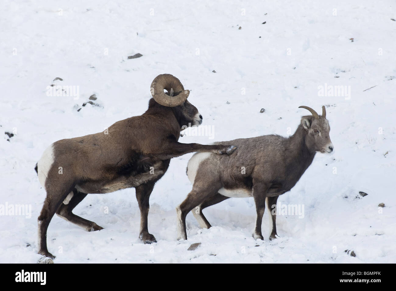 Deux mouflons sur une pente couverte de neige dans le Parc National Jasper Alberta Canada Banque D'Images