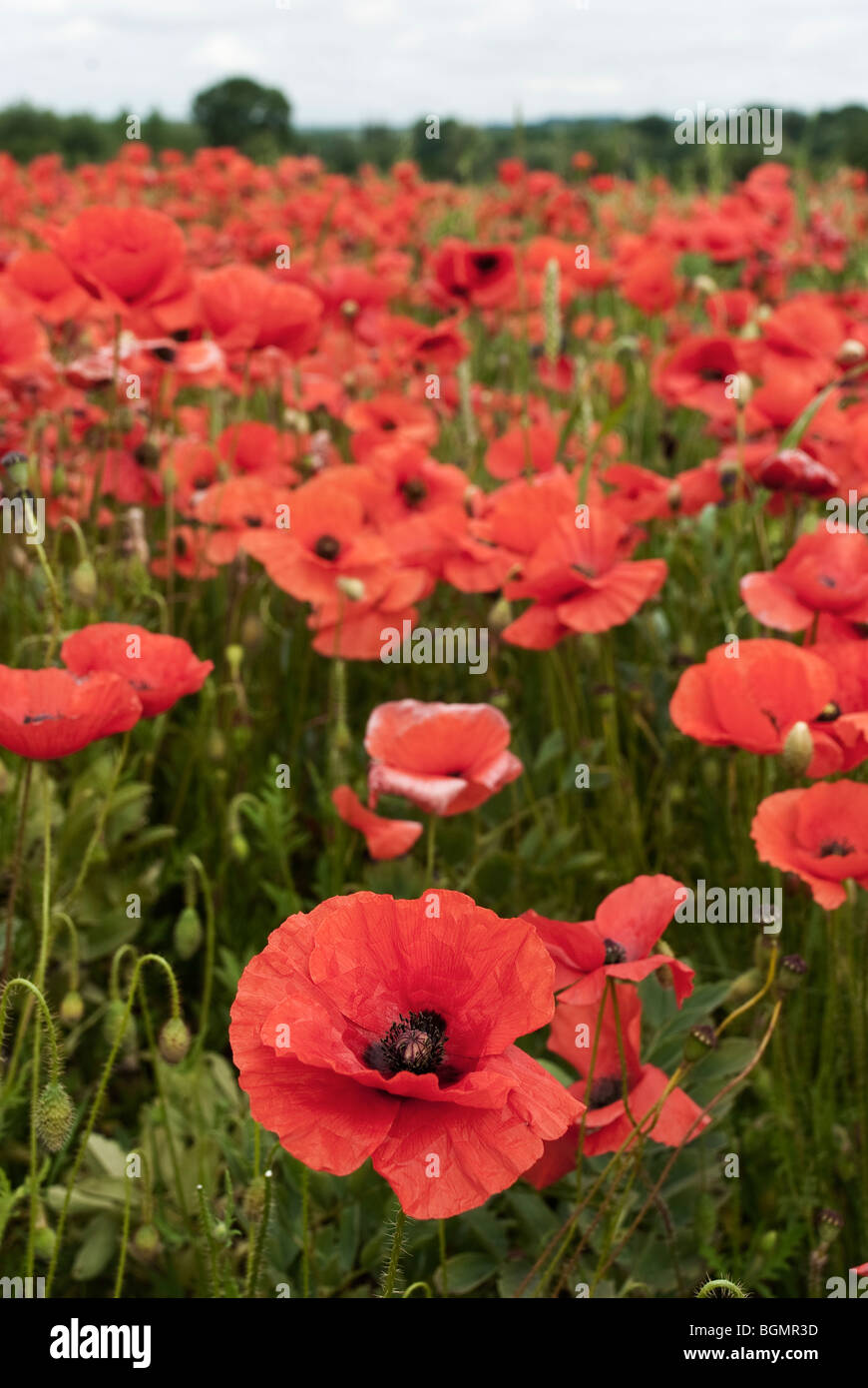 Champ de coquelicots près de Wylye Wiltshire prise en Juin Banque D'Images