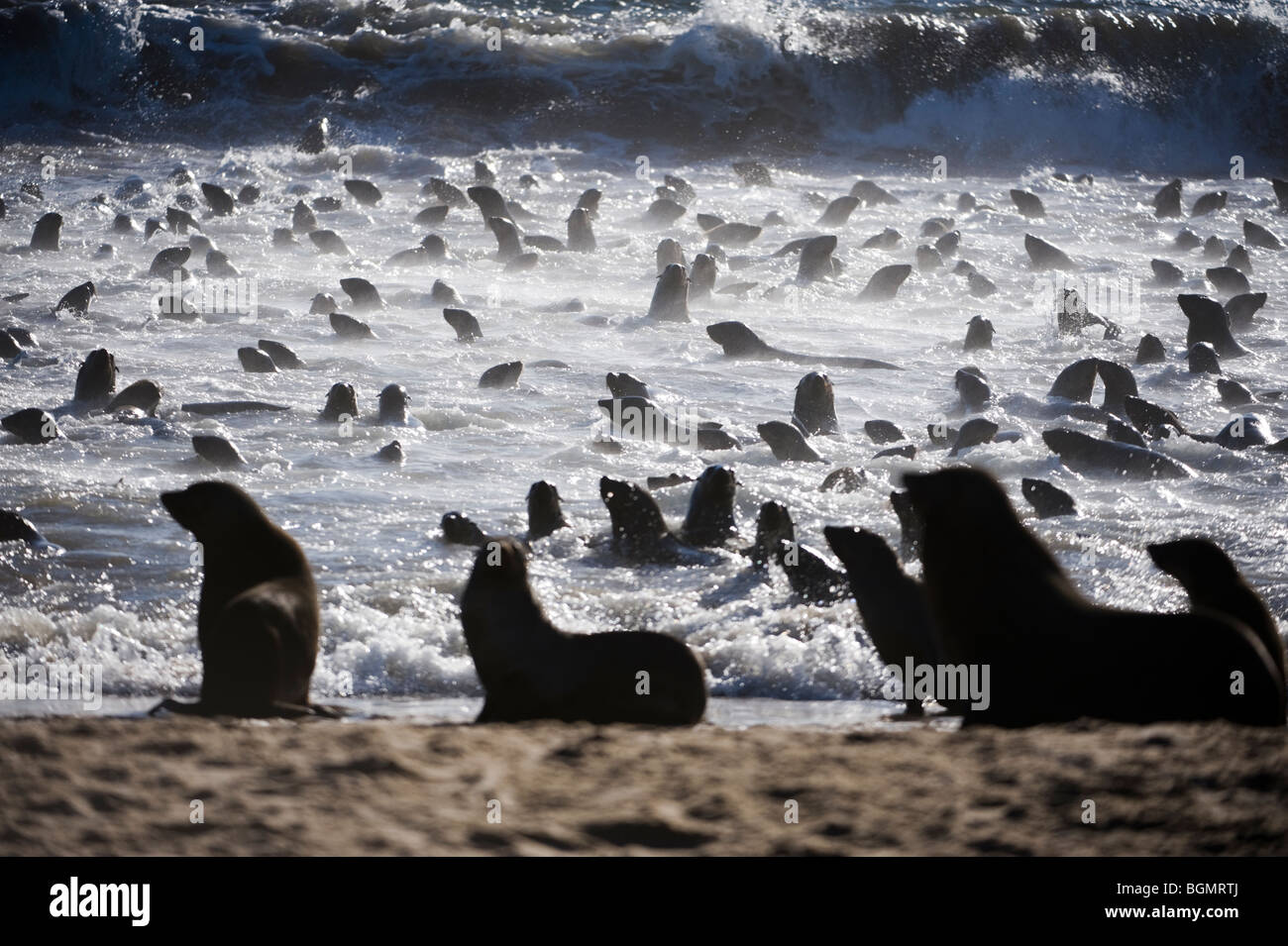 Les otaries à fourrure du Cap dans le surf, la Namibie. Banque D'Images