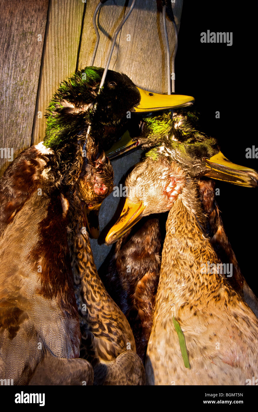 Chassé du gibier à plumes sauvage mort poules et canards colvert Banque D'Images