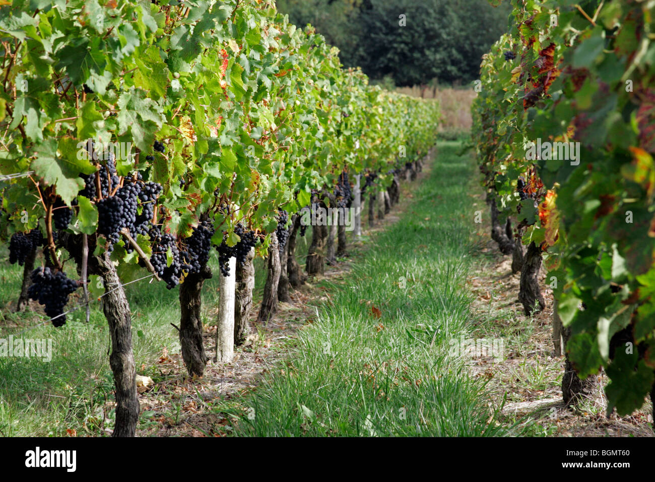 Raisins mûrs en vigne vignoble de Bordeaux ville St Emilion Aquitaine France Banque D'Images