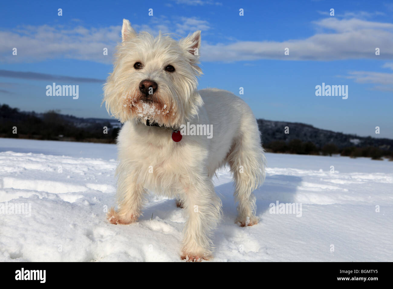 Royaume-uni portrait of a West Highland White Terrier dans la neige Banque D'Images