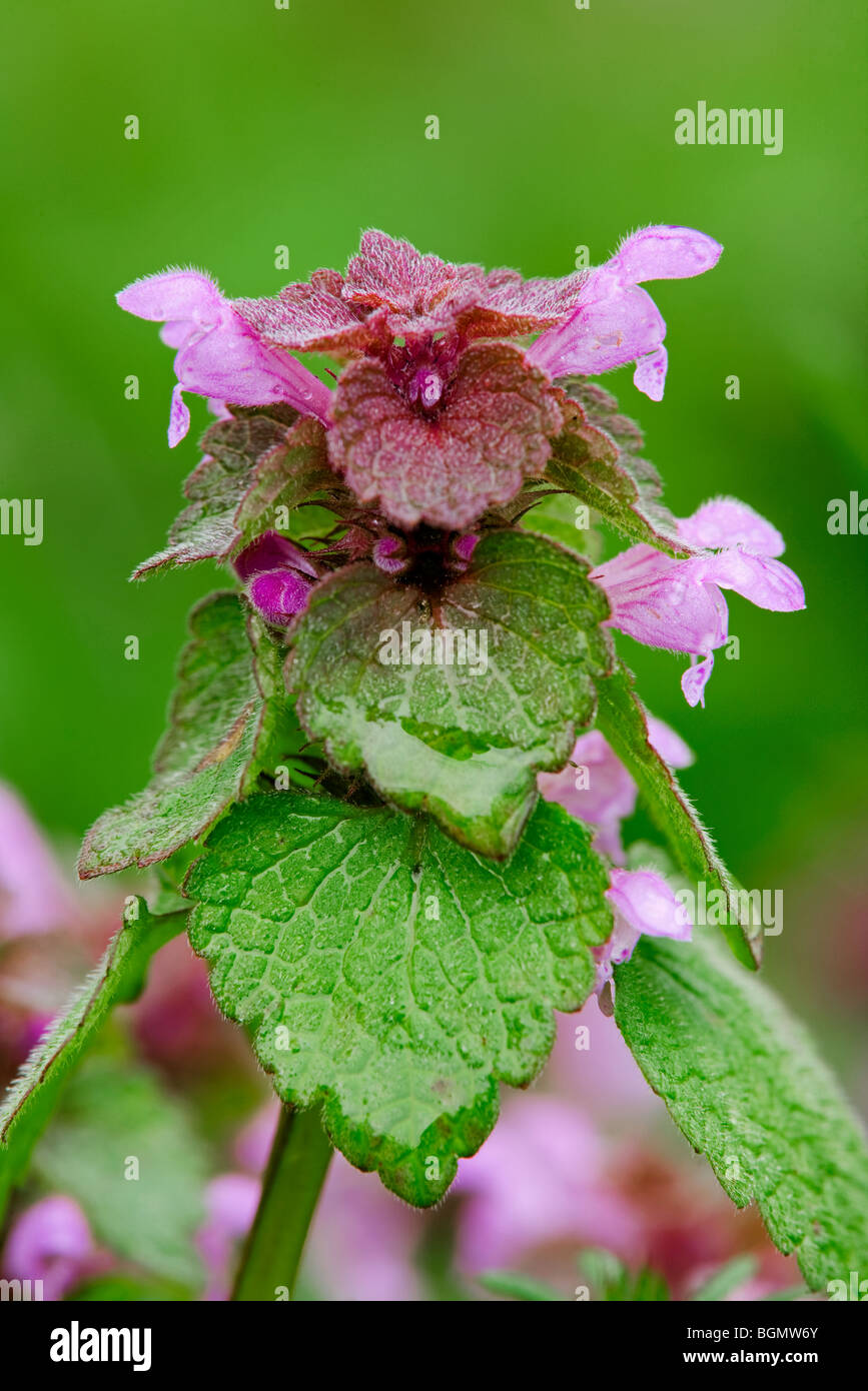 Red dead-nettle (Lamium purpureum), Europe Banque D'Images