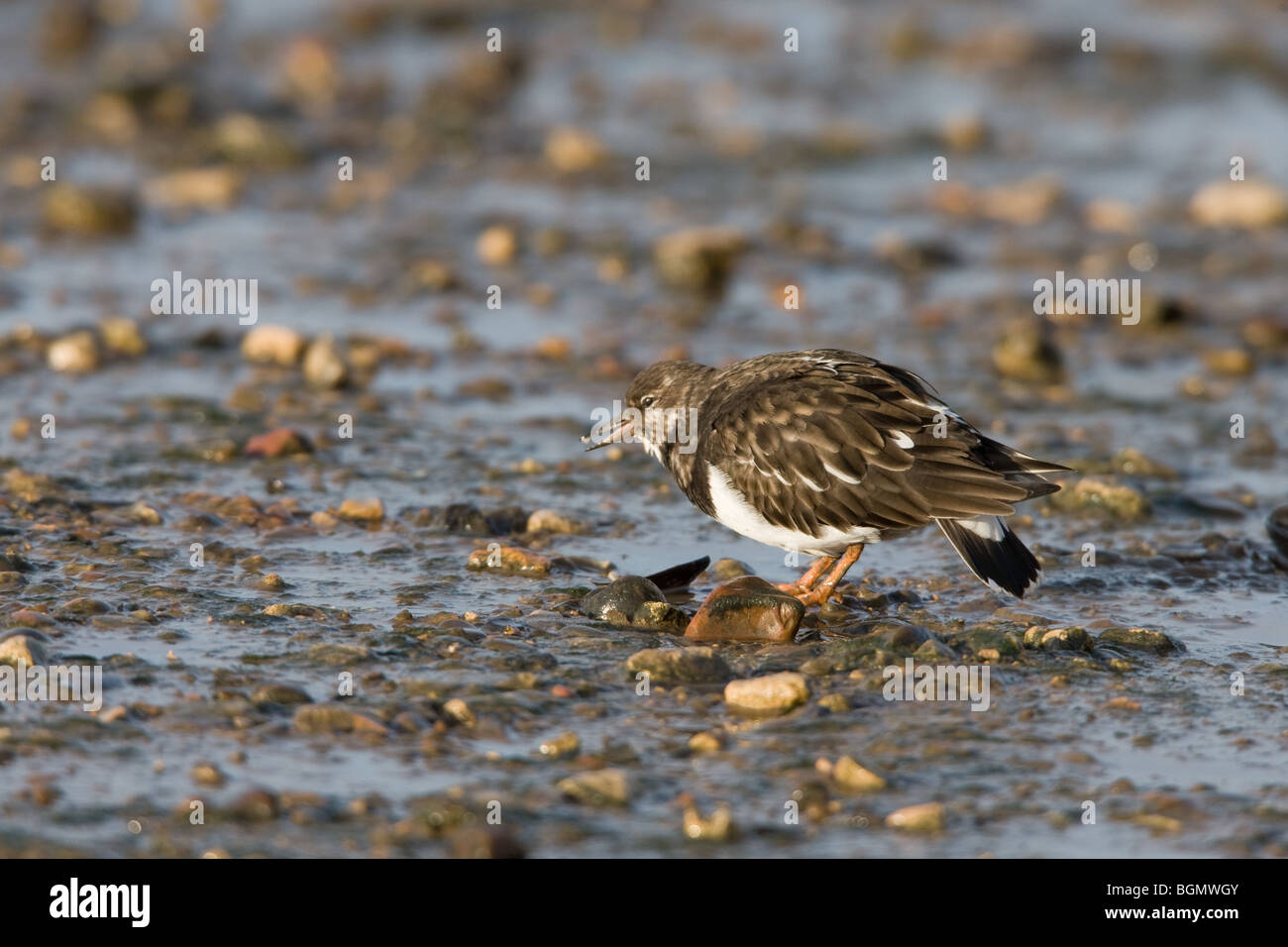 Tournepierre à collier Arenaria interpres adulte en plumage non-reproduction marche sur une plage de galets Banque D'Images