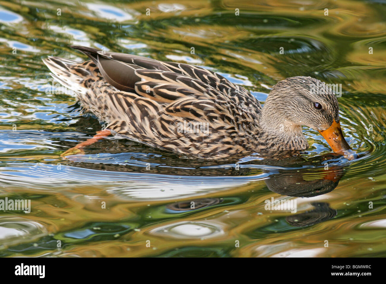 Mallard femelle nage en étang Banque D'Images