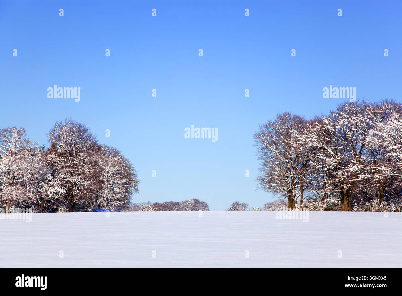 Photo de paysage d'un champ et arbres couvert de neige fraîche avec un ciel bleu clair. Banque D'Images