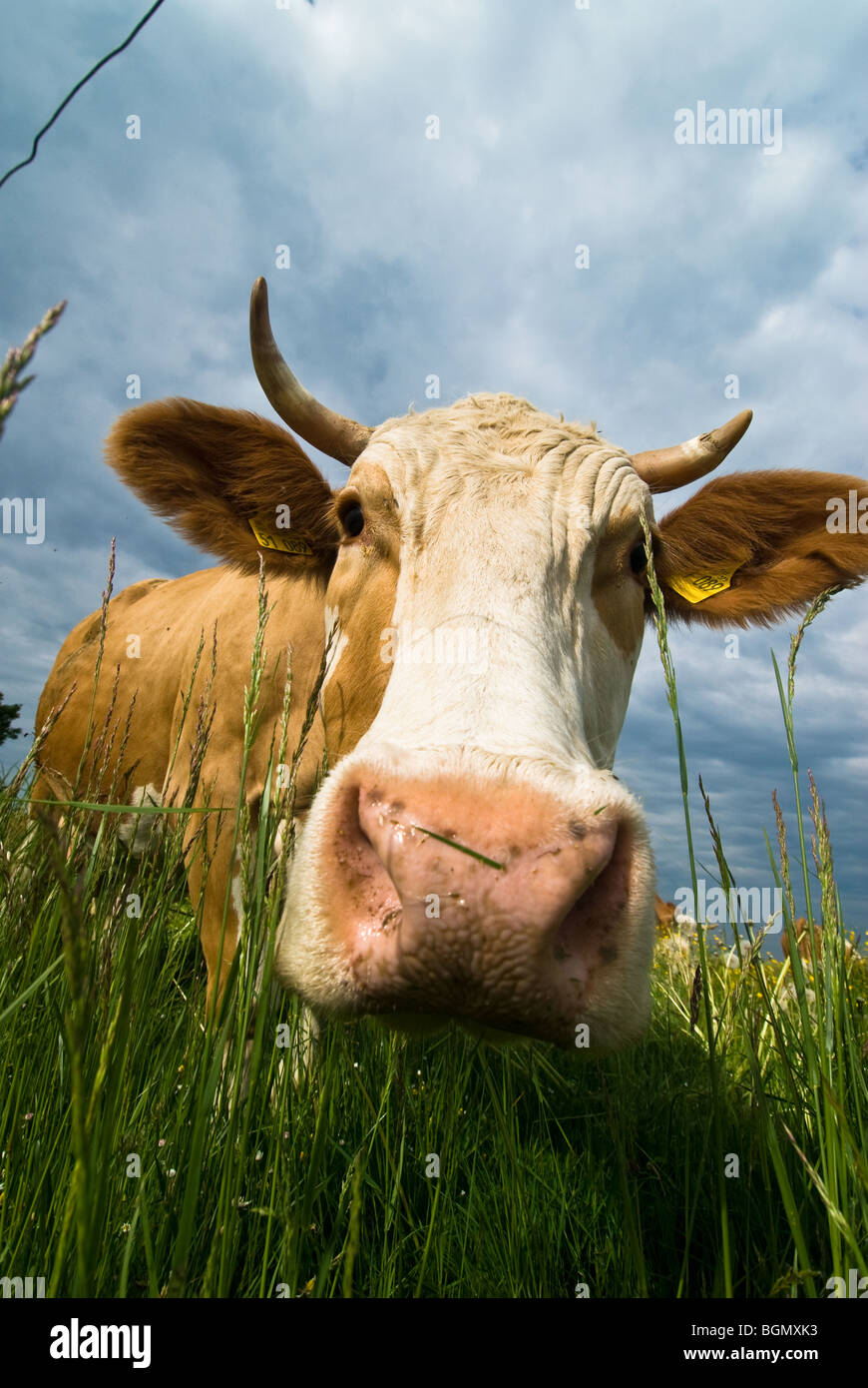 Une vache de gazonner sur le terrain, à la recherche de l'fotografer Banque D'Images