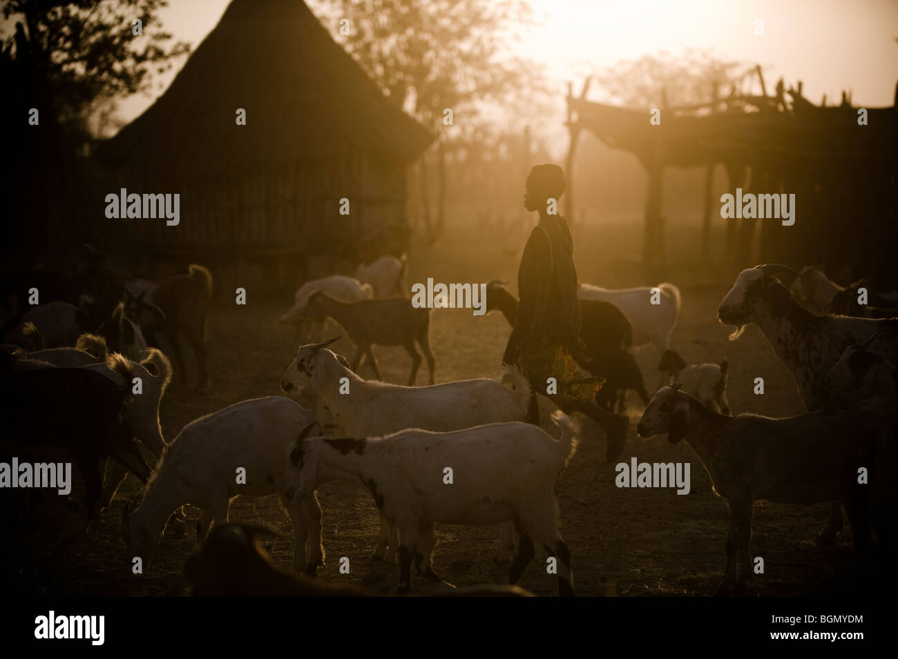 Jeune garçon Himba tendant à sa famille, les chèvres Banque D'Images