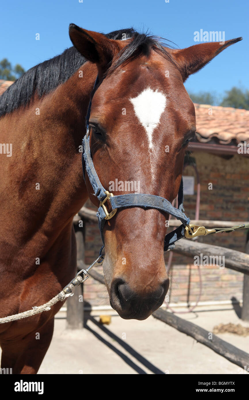 Close-up of big bay horse avec tête-col, Bogota, Colombie Banque D'Images