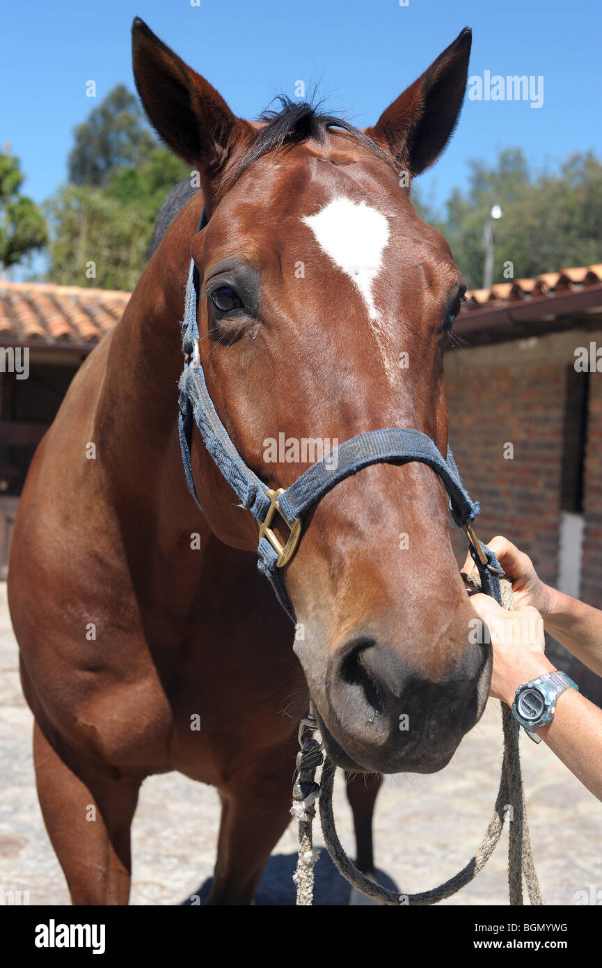 Close-up of big bay horse avec tête-col, Bogota, Colombie Banque D'Images