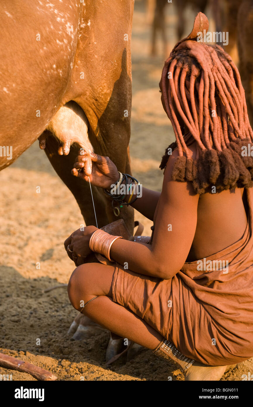 L'enregistrement de Himba Namibie, vache Banque D'Images