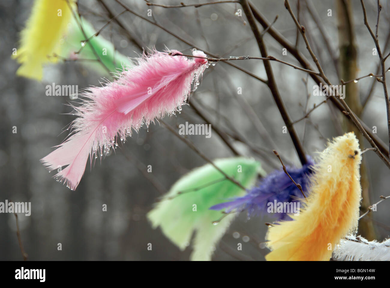 Pâques à la pluie. C'est une tradition suédoise pour décorer les branches d'arbres avec des plumes colorées pour les vacances de Pâques. Banque D'Images