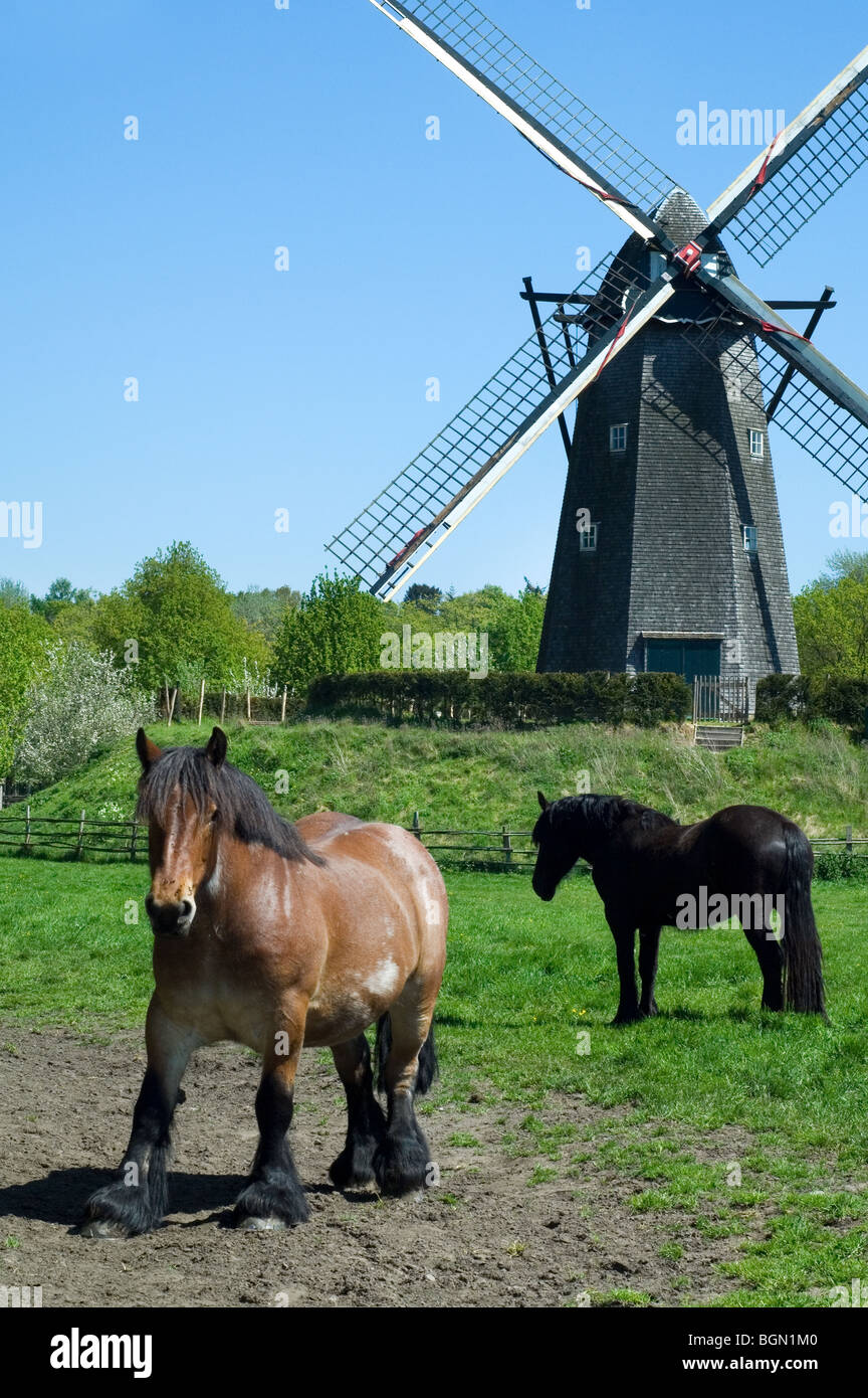 Des chevaux de trait dans la zone et au moulin le musée en plein air Bokrijk, Belgique Banque D'Images