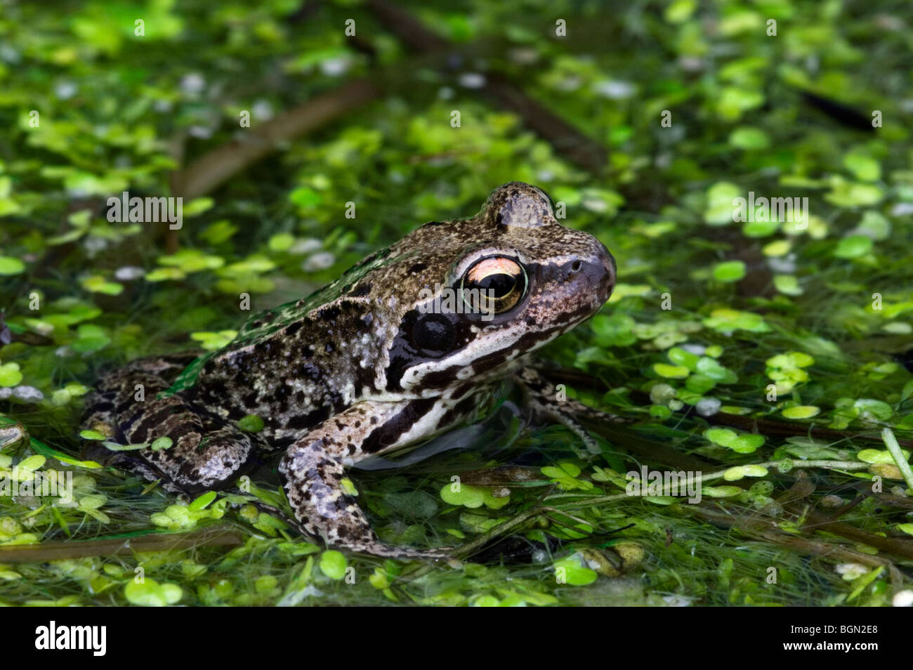 Européen brown frog (Rana temporaria) flottant parmi les lentilles d'eau dans l'étang Banque D'Images