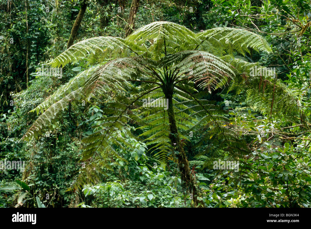 Arbre géant fern (Cyatheaceae) dans la forêt de nuages, Tapanti NP, Costa Rica Banque D'Images