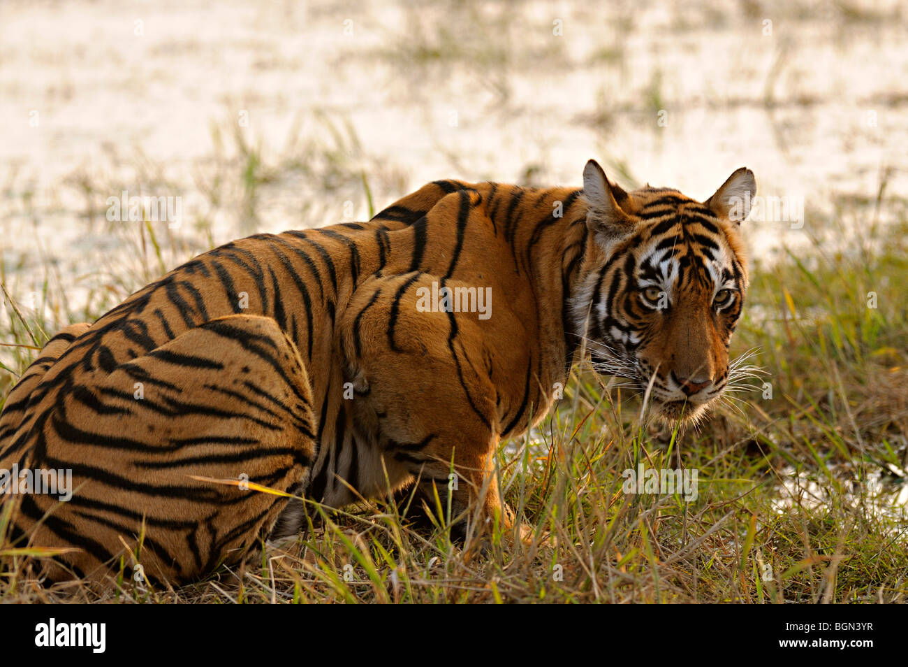 Potable tigre d'un lac dans le parc national de Ranthambhore au coucher du soleil Banque D'Images