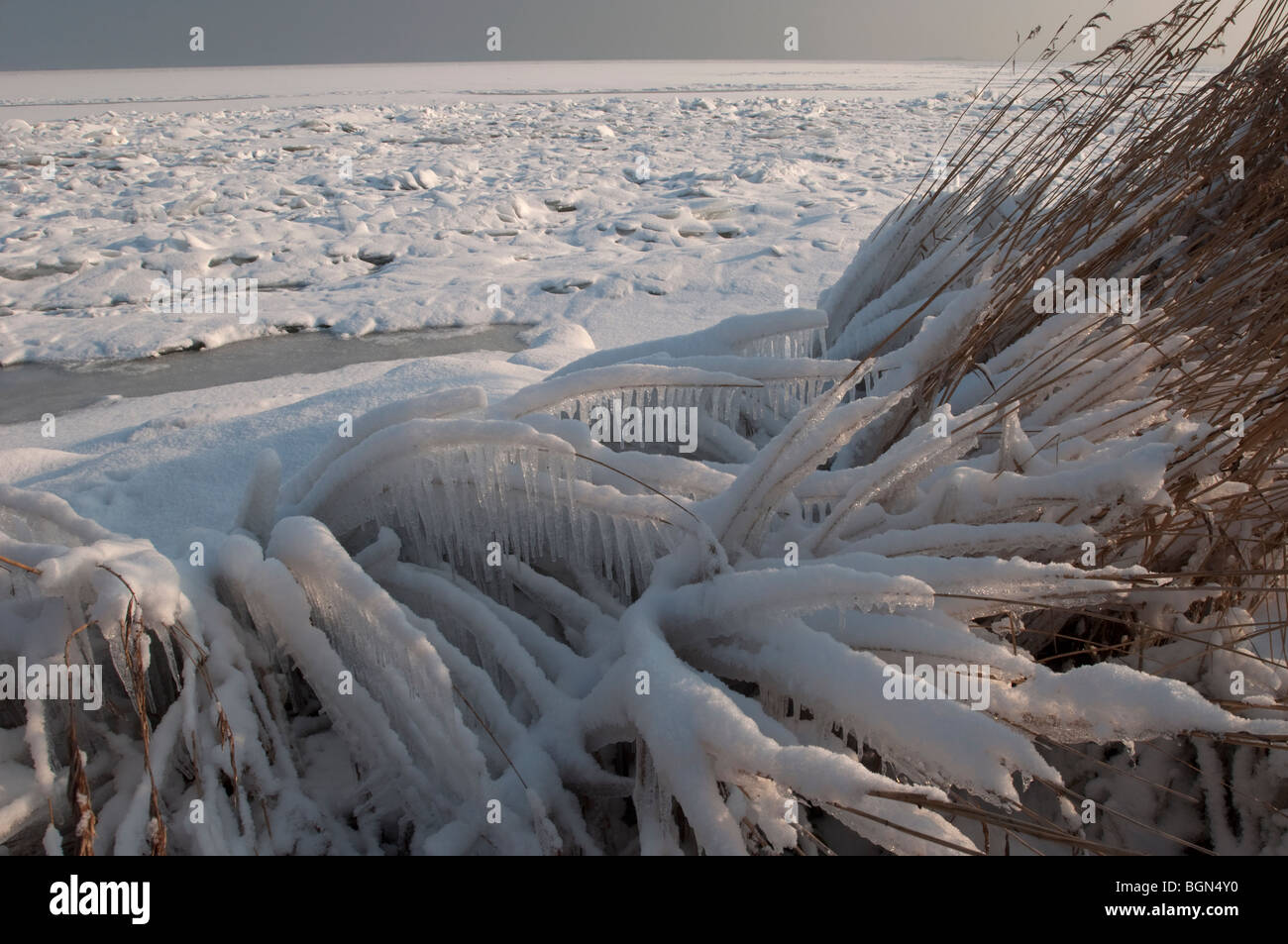 Reed couverte de glace et de neige sur les rives de la mer du Nord aux Pays-Bas. Banque D'Images