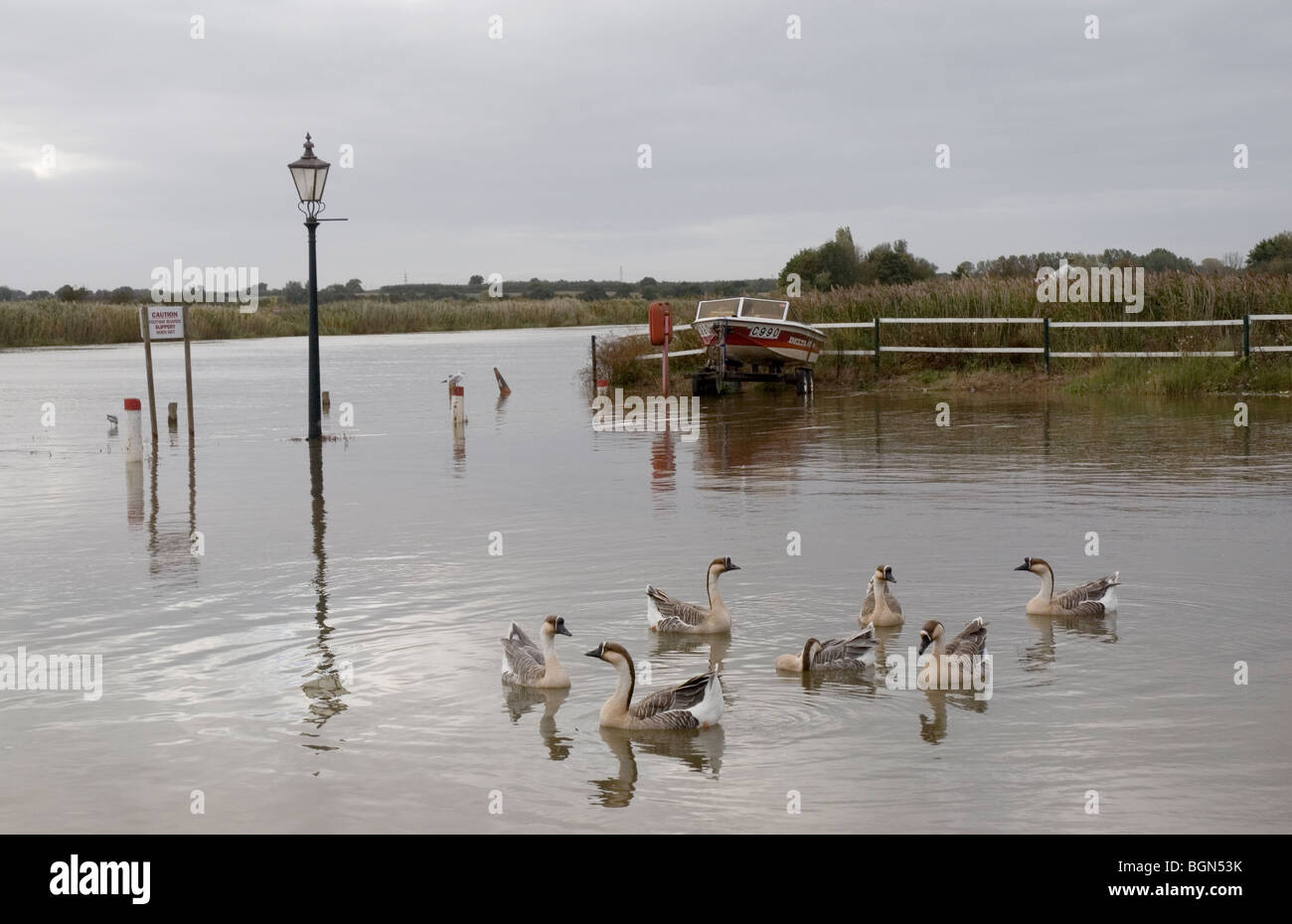 La volaille sauvage sur la rivière Yare, Reedham, Norfolk, Angleterre Banque D'Images