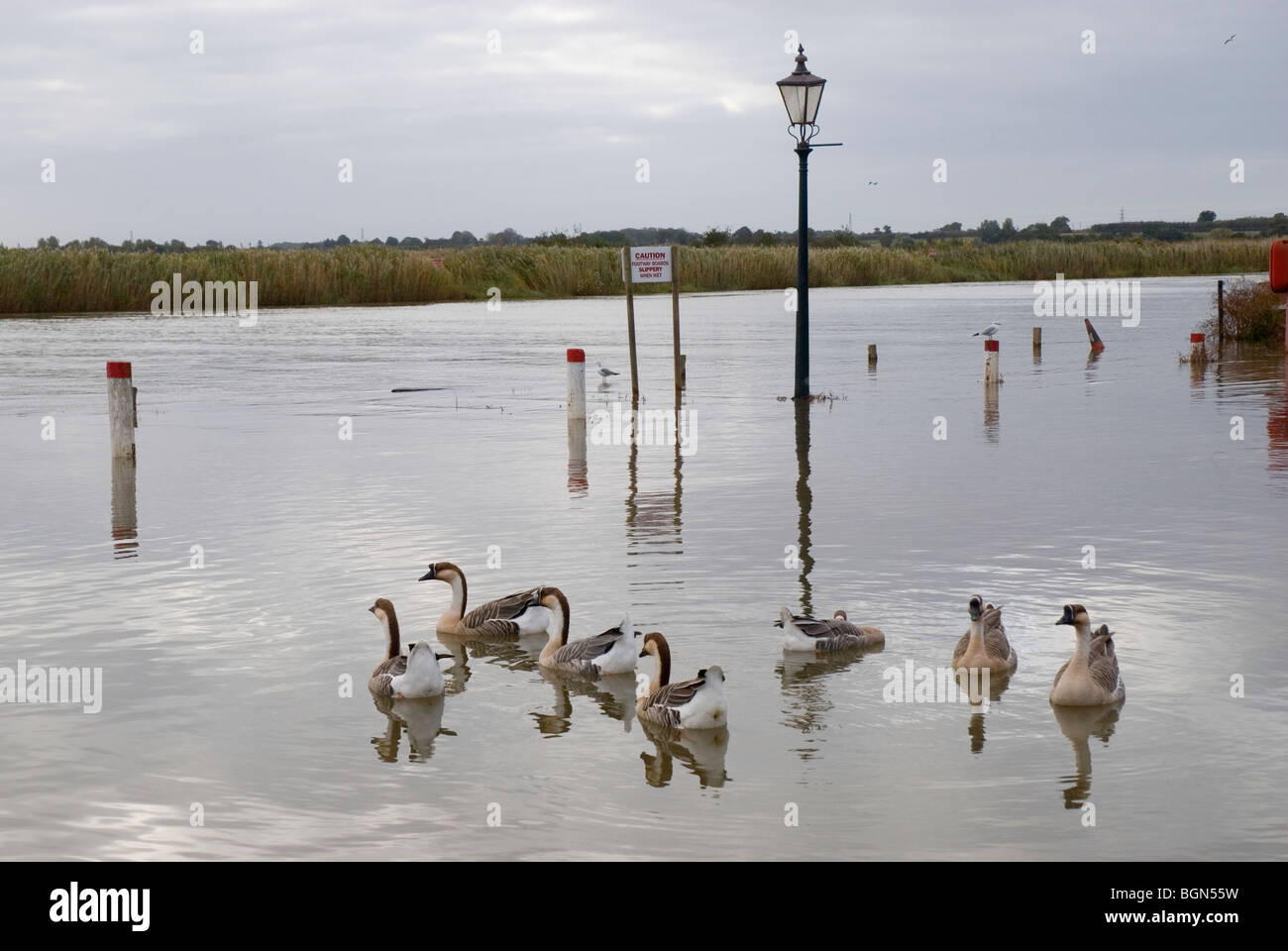 La volaille sauvage sur la rivière Yare, Reedham, Norfolk, Angleterre Banque D'Images