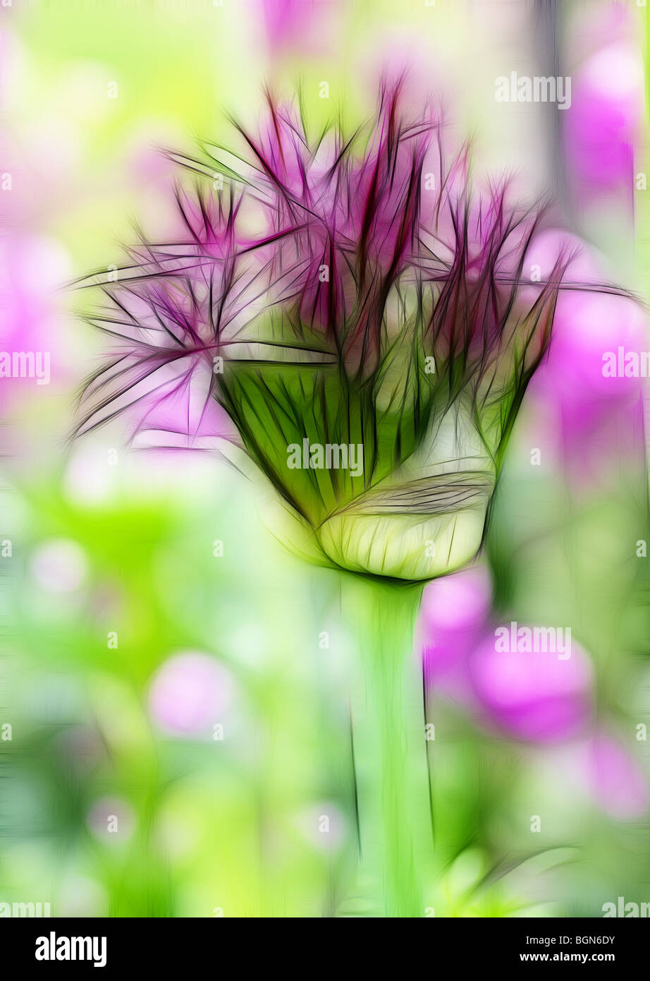 Photo illustration : un seul Allium fleurir de plus en plus une frontière herbacées Banque D'Images
