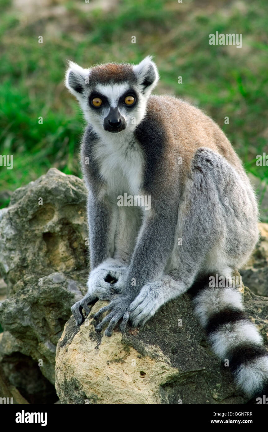 Untitled document (Lemur catta), en captivité à partir de Madagascar, Afrique Banque D'Images