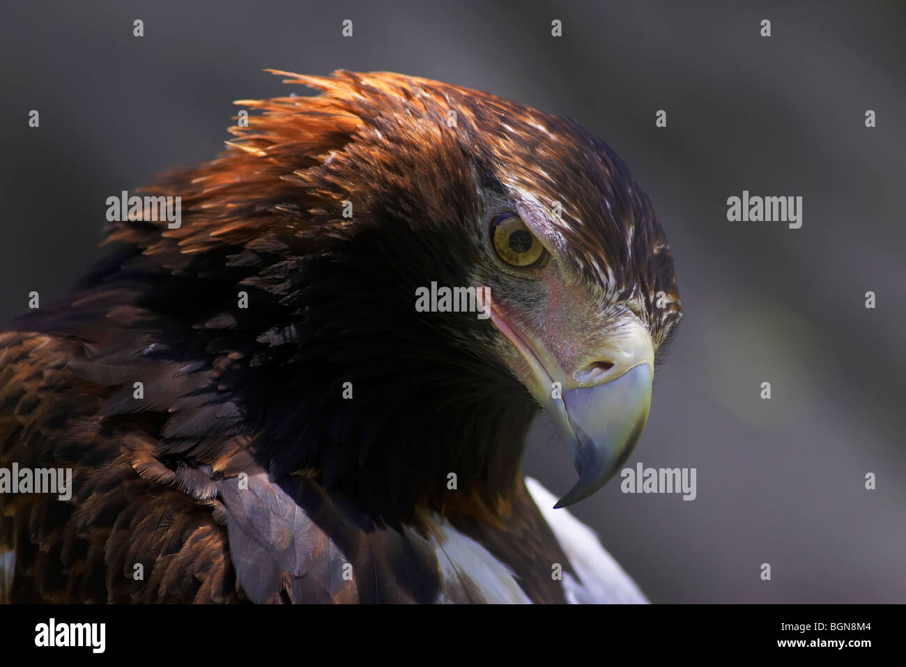 Cale australienne Eagle Tail Banque D'Images