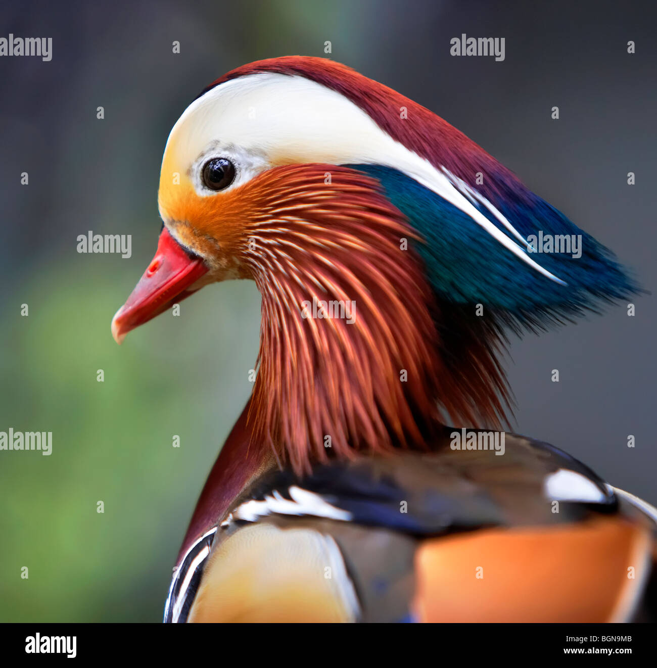 Canard mandarin Banque D'Images