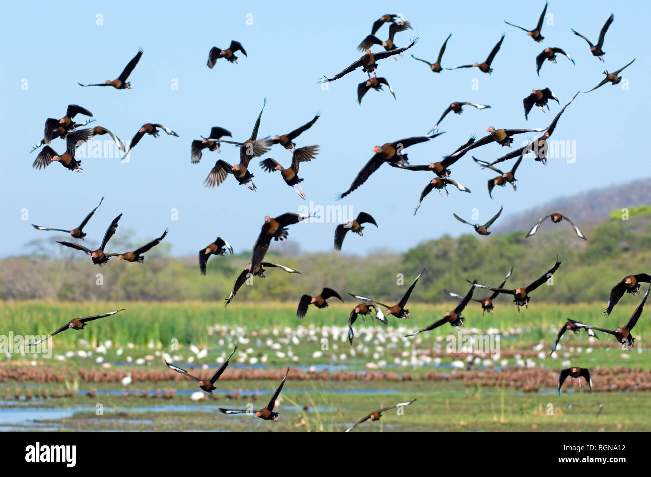 Troupeau de sifflement à ventre noir canards décollant de swamp (Dendrocygna autumnalis), Palo Verde NP, Costa Rica Banque D'Images