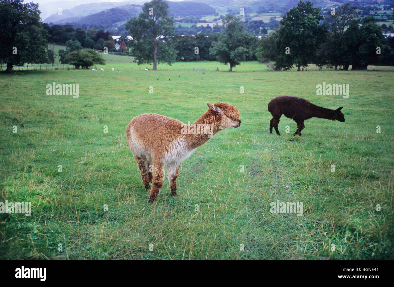 L'alpaga au Royaume-Uni. Famille des camélidés. Types d'alpaga Huacaya et Suri,. Lama pacos. Banque D'Images