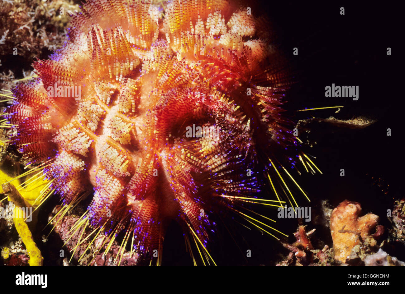 L'Oursin de feu. Asthenosoma Varium. Monde sous-marin la vie marine dans la mer de Flores, près de Komodo. L'Indonésie. Banque D'Images