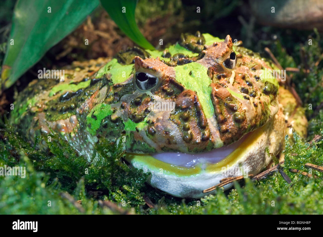 La grenouille cornue d'Argentine Argentine / grande-mouthed Frog / Pacman frog (Ceratophrys ornata) close up, l'Amérique du Sud Banque D'Images