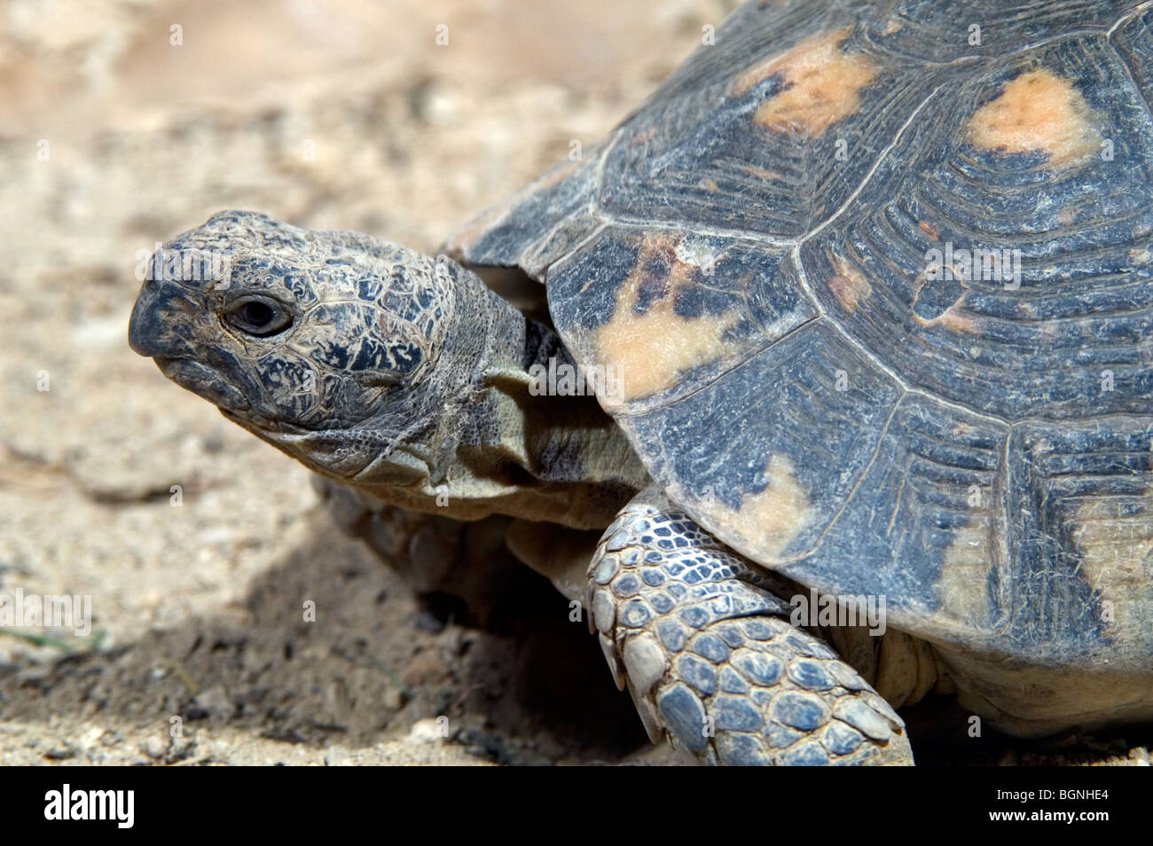 Marginated tortoise (Testudo marginata) close up, la Grèce, l'Europe du sud Banque D'Images Marginated tortoise (Testudo marginata) close up, la Grèce, l'Europe du sud Banque D'Images