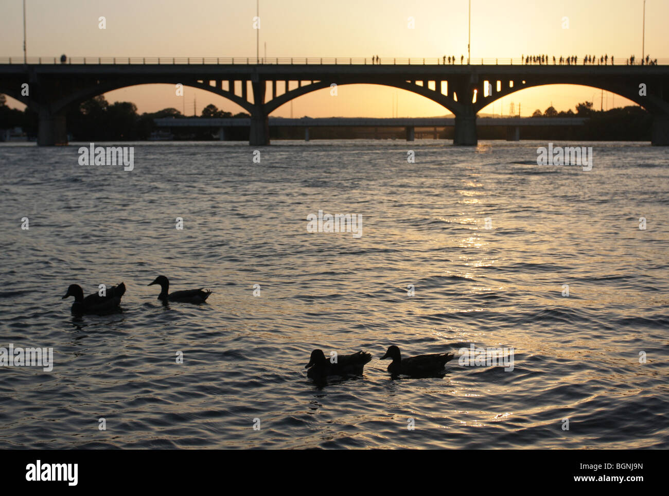 Canards sur la rivière congress avenue bridge Austin Texas Banque D'Images