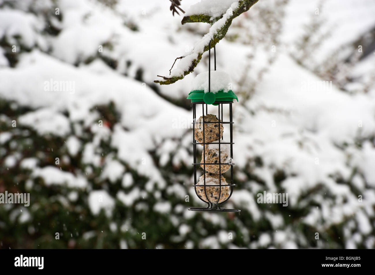 Boules de graisse alimentaire des oiseaux dans une mangeoire en hiver neige Banque D'Images