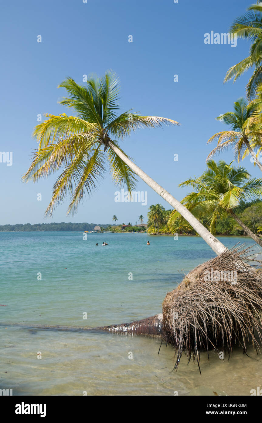 Panama Boca del Drago Bocas del Toro l'Île de Colon Banque D'Images