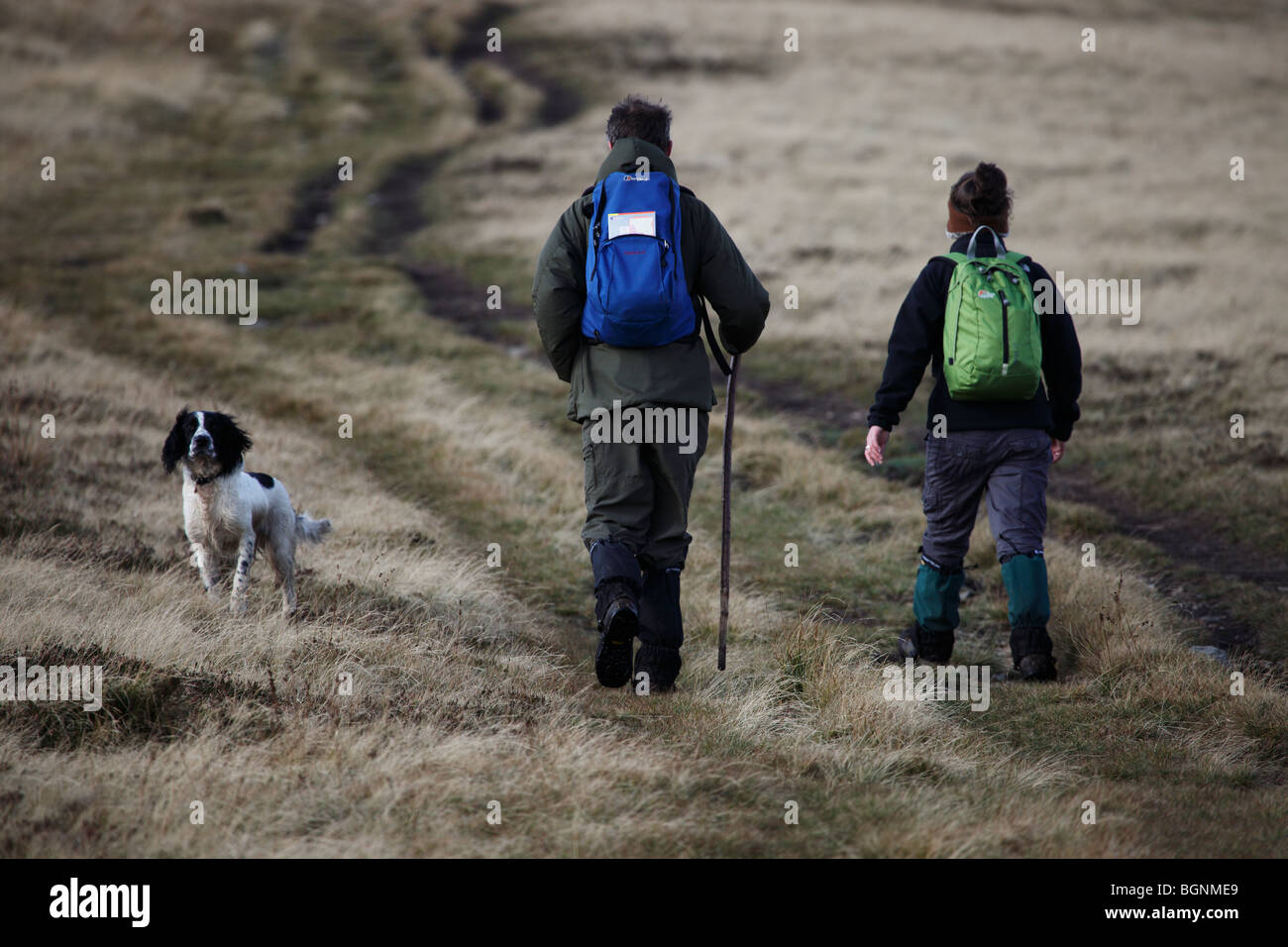 Homme avec un bâton de marche et une femme randonnées avec leur chien dans le Lake District, Cumbria. Banque D'Images
